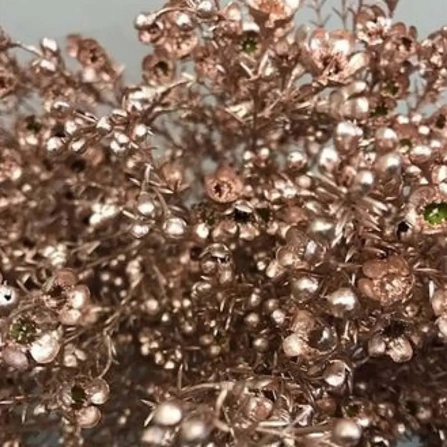 Waxflower Painted - 25 Stem Bunch