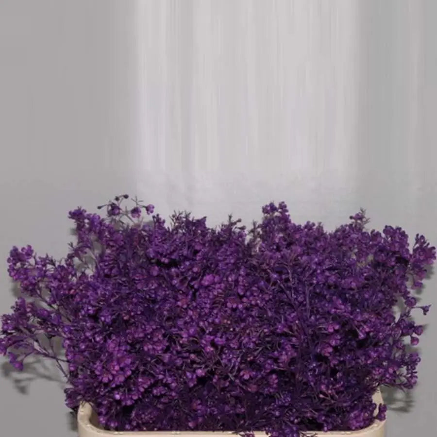 Waxflower Painted - 25 Stem Bunch