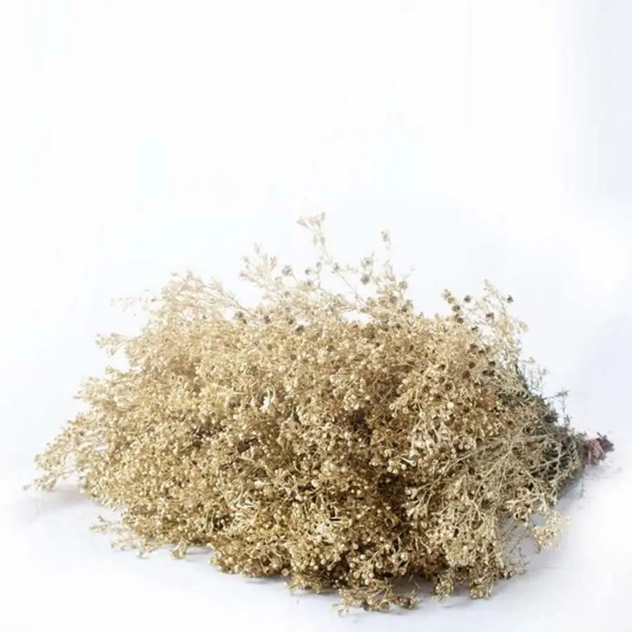 Waxflower Painted - 25 Stem Bunch