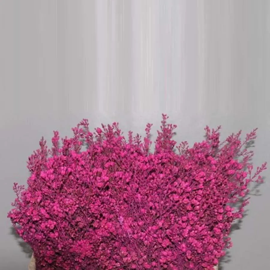 Waxflower Painted - 25 Stem Bunch