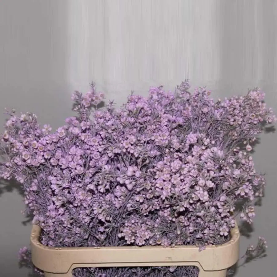 Waxflower Painted - 25 Stem Bunch