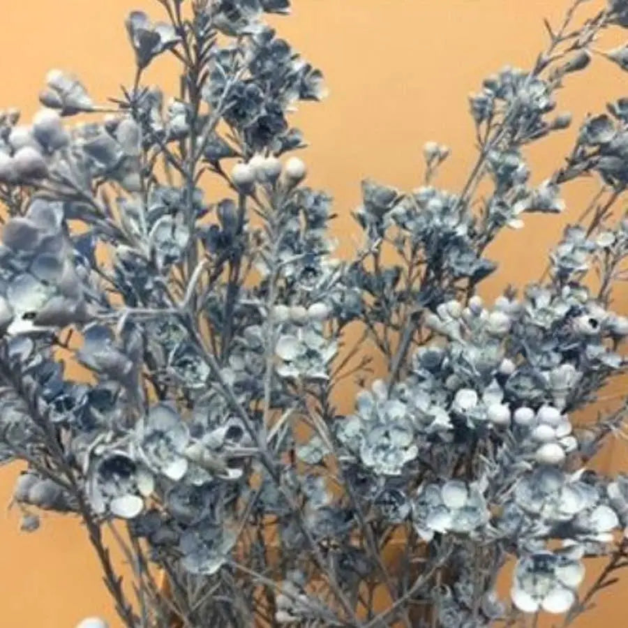 Waxflower Painted - 25 Stem Bunch