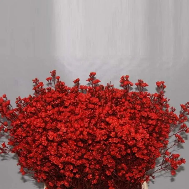 Waxflower Painted - 25 Stem Bunch