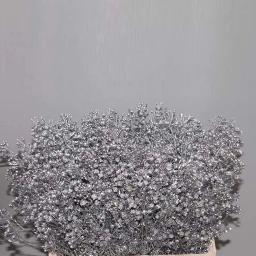 Waxflower Painted - 25 Stem Bunch