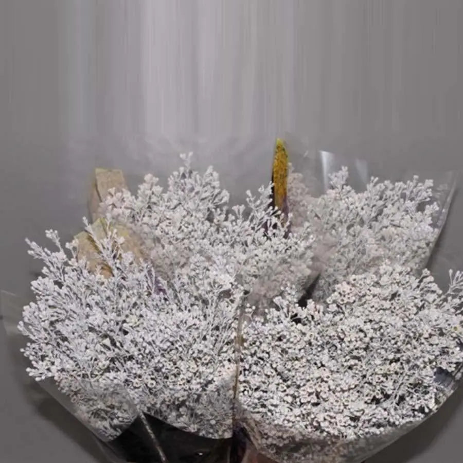 Waxflower Painted - 25 Stem Bunch