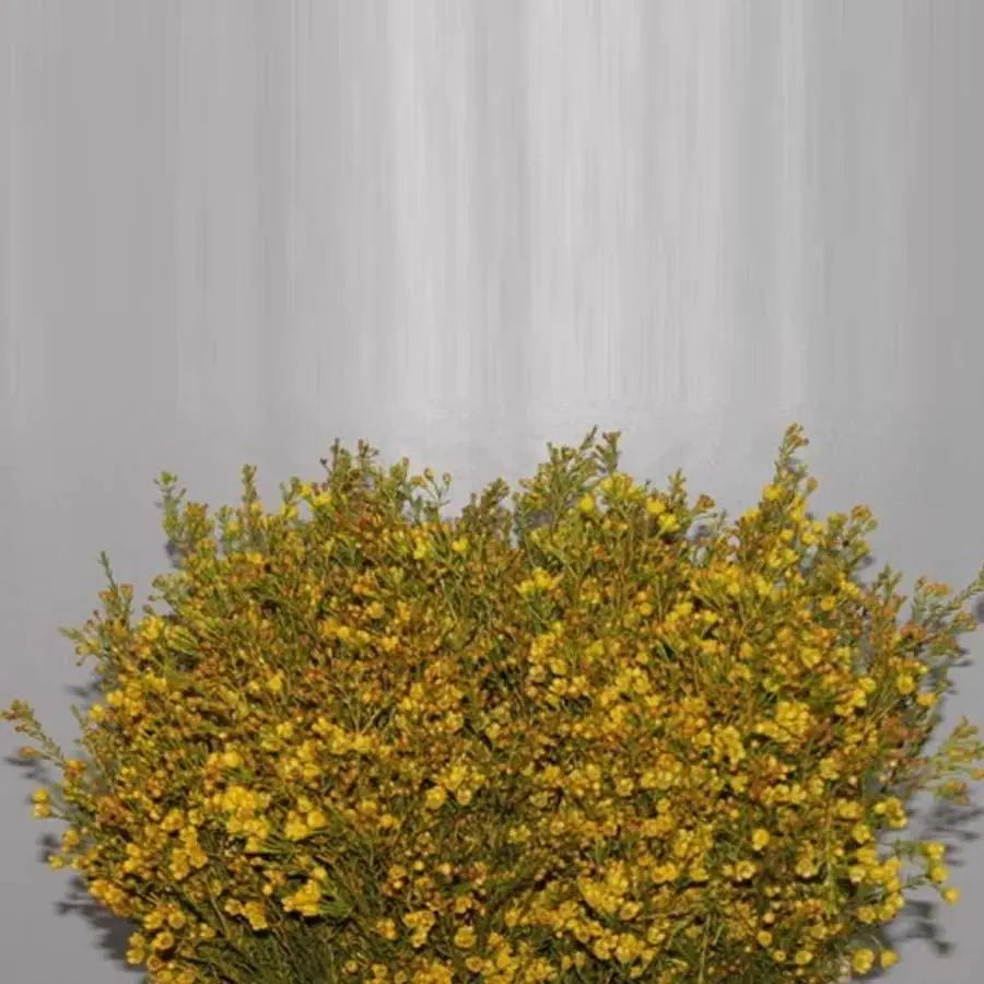 Waxflower Painted - 25 Stem Bunch