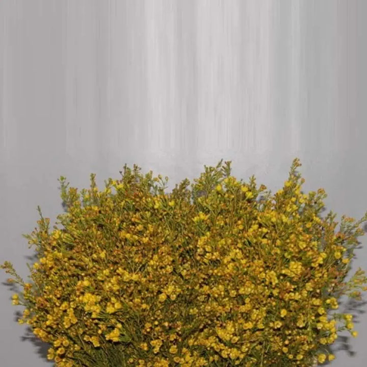 Waxflower Painted - 25 Stem Bunch