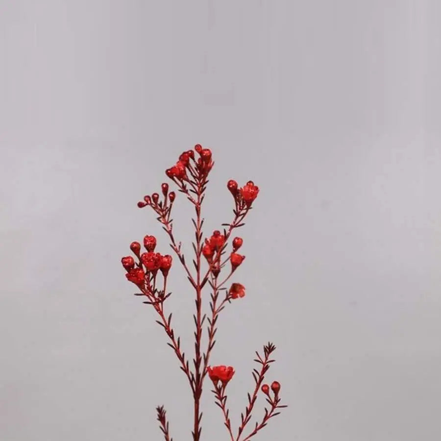 Waxflower Painted - 25 Stem Bunch