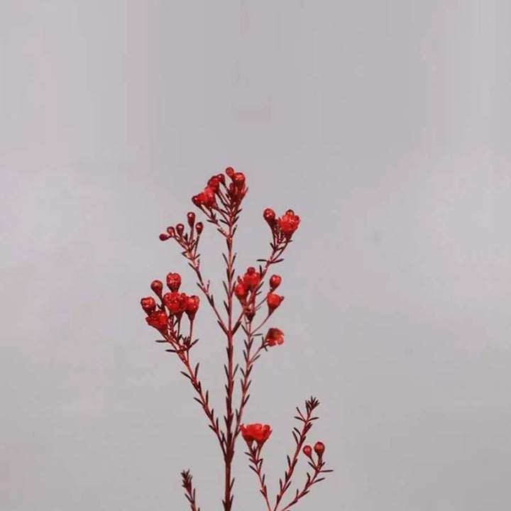 Waxflower Painted - 25 Stem Bunch
