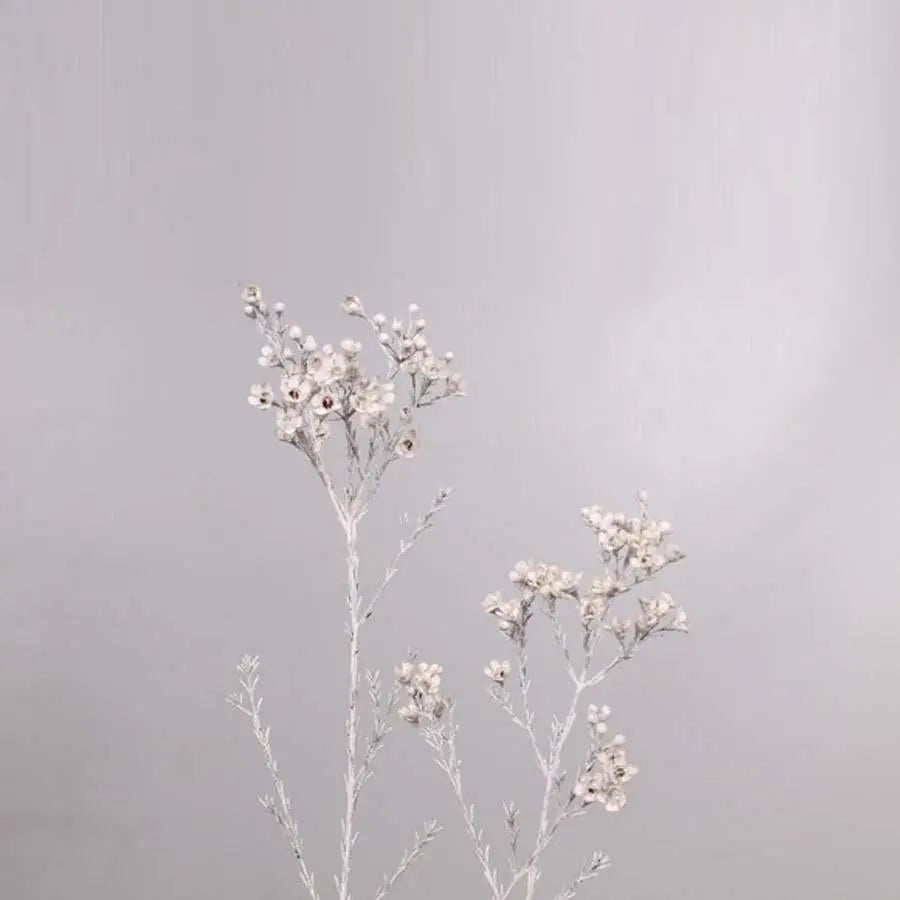 Waxflower Painted - 25 Stem Bunch