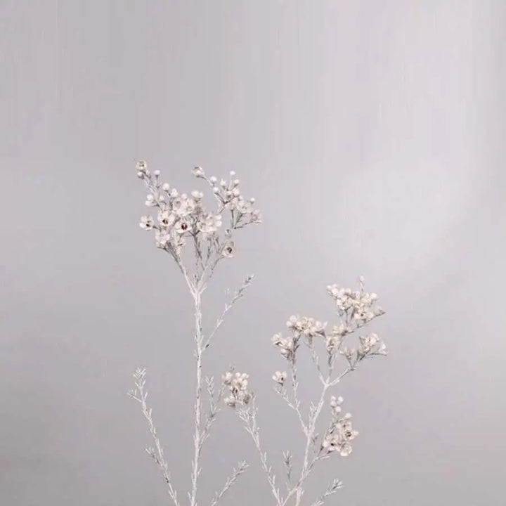 Waxflower Painted - 25 Stem Bunch