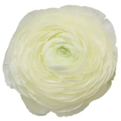 Soft White and Peach PetalKit PetalDrivenCom