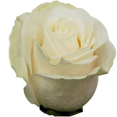 Soft White and Peach PetalKit PetalDrivenCom