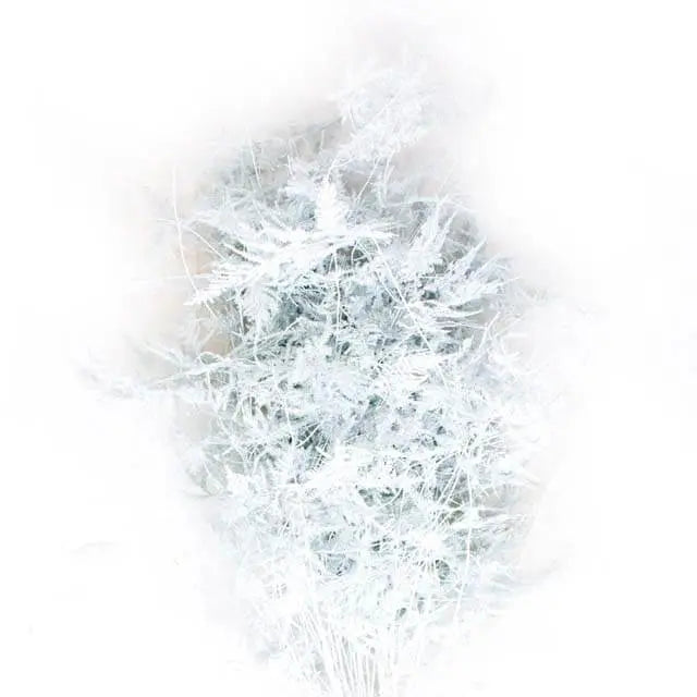 Asparagus Plumosa Painted - 50 Stem Bunch