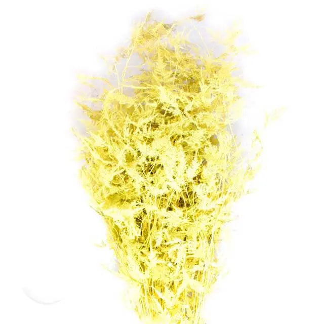 Asparagus Plumosa Painted - 50 Stem Bunch