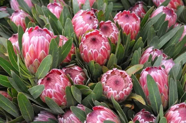 Pink Ice Protea