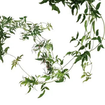 Jasmine-Vine PetalDriven