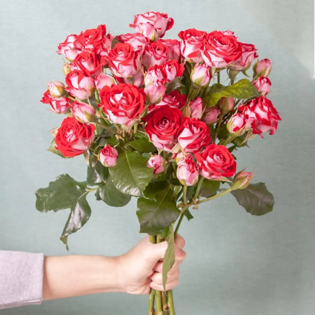 Spray Roses
