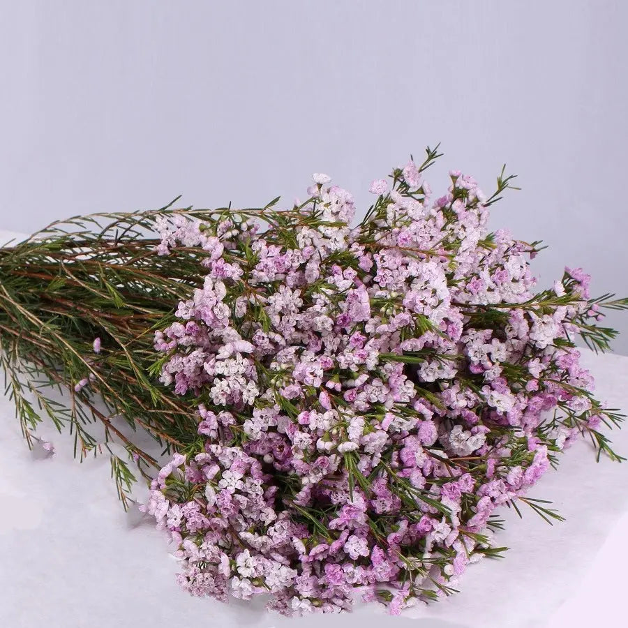 Waxflower