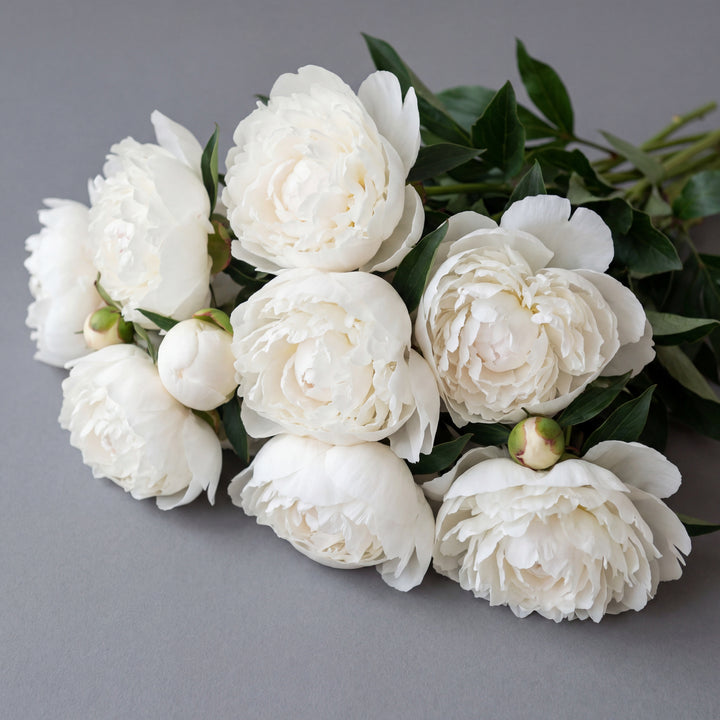 Peony Duchesse de Nemours White - 20 Stem Bunch