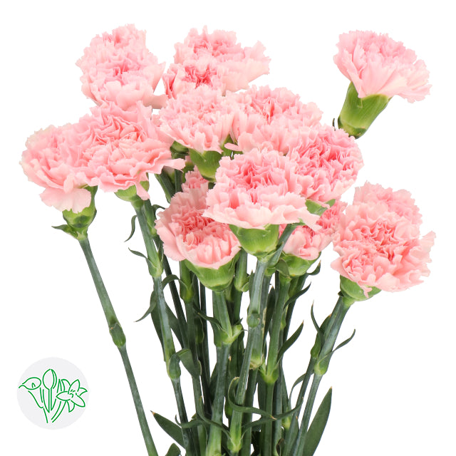 Carnation Pink - 150 Stem Bunch