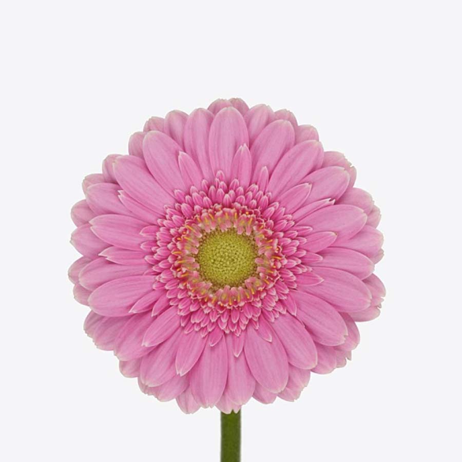 Precious Pastels PetalKit