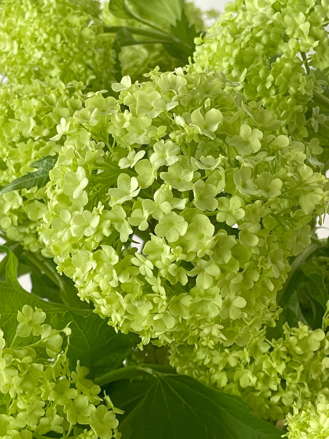 Viburnum Roseum - 20 Stem Bunch Holex Dutch