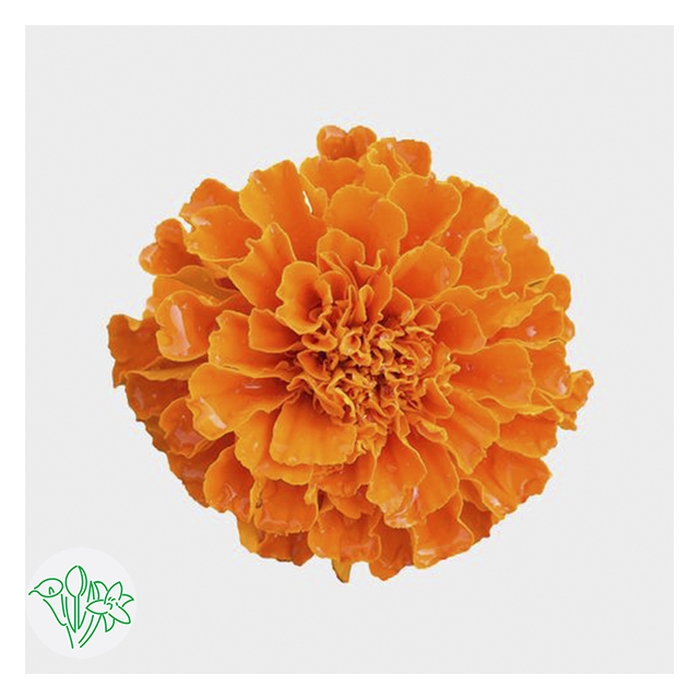 Marigold