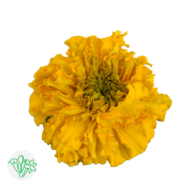 Marigold