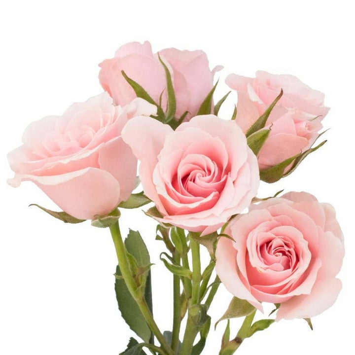 Jewels on a Dime - Valentine's PetalKit