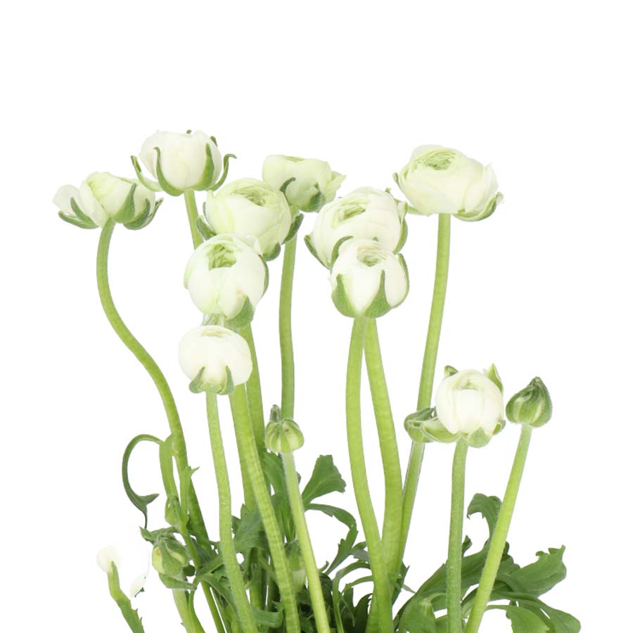 Blush & Bone Wedding PetalKit