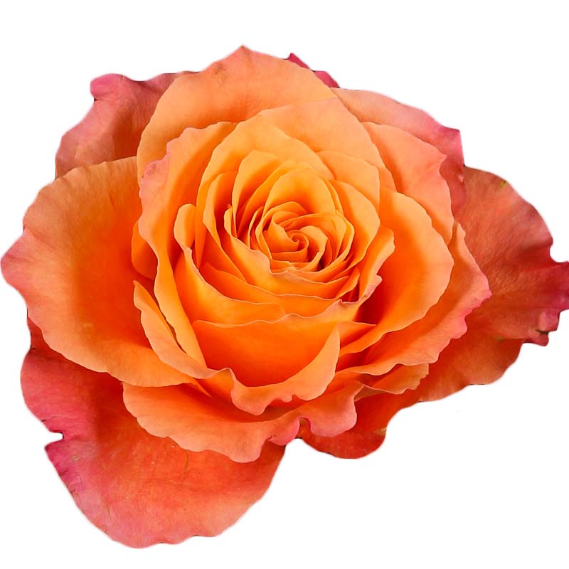 Harvest Table PetalKit
