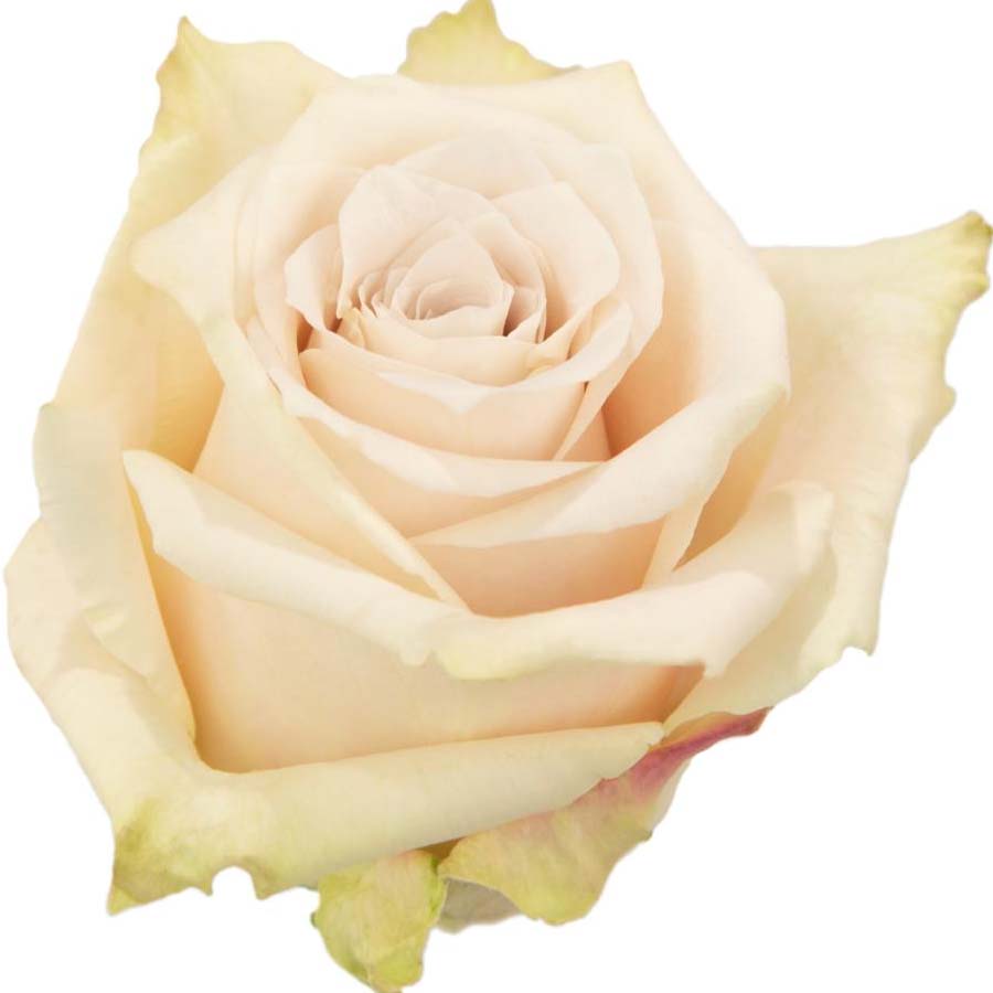 Clay & Cabernet PetalKit