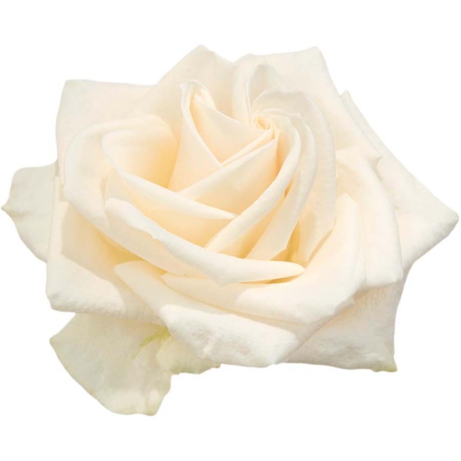 Blush & Bone Wedding PetalKit