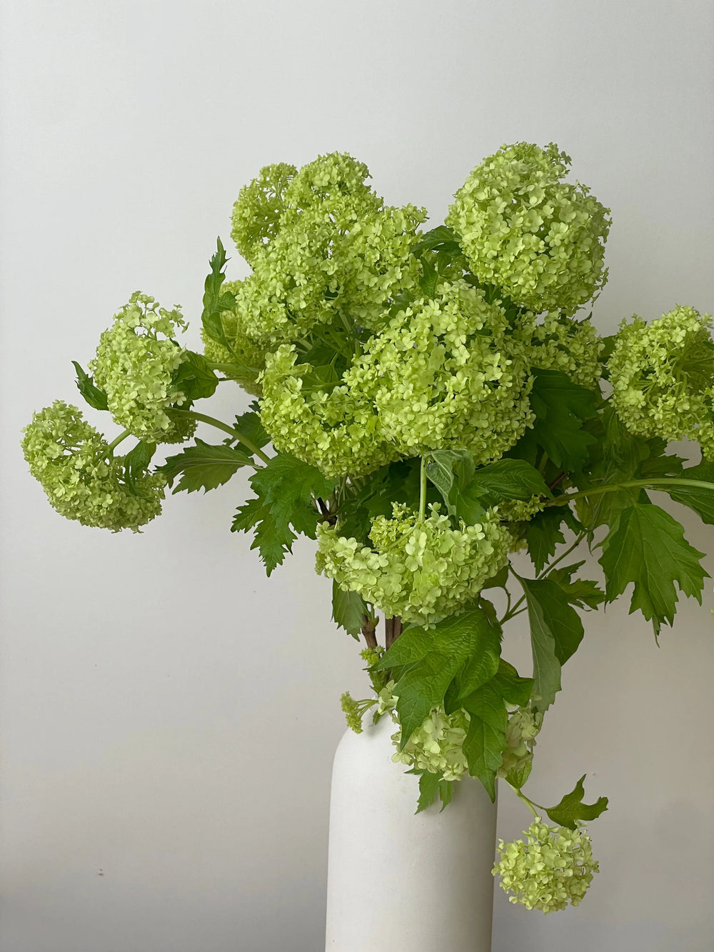 A tall arrangement of Viburnum Roseum in a modern white vase 
