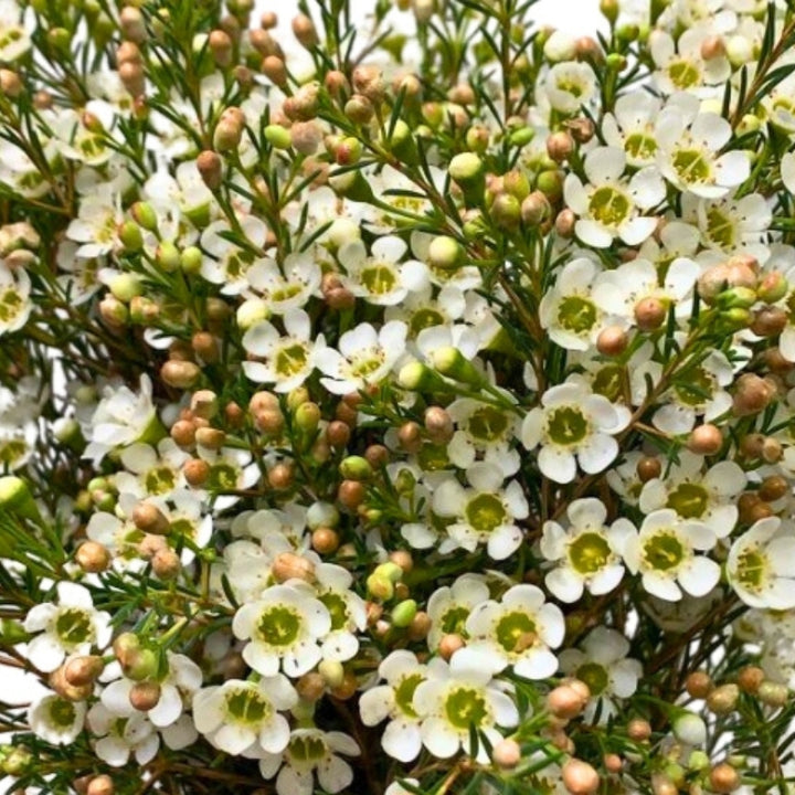 A single bunch of 25 Waxflower Crystal Pearl stems, showing the intricate pearl-like buds and open white flowers.