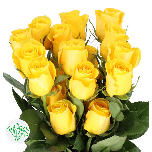 Close-up of a premium yellow rose blooms from Ecuador showing high petal count and saturated yellow hue.

