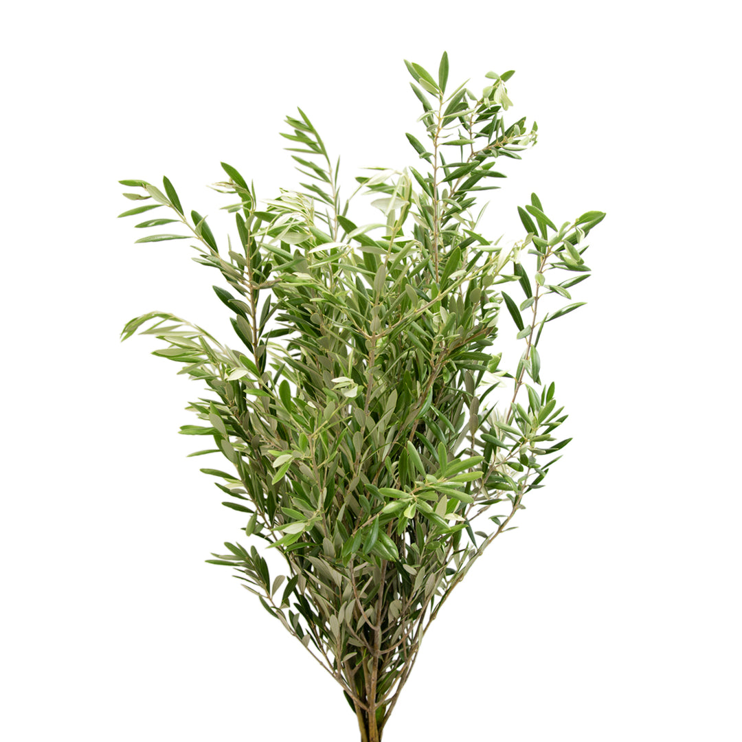 Bunch of fresh olive branches with slim grey-green leaves, used for matte line work in arrangements.