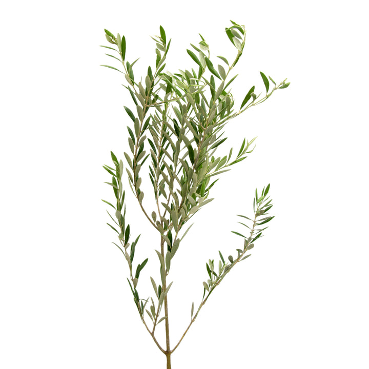 Olive Branches - 7-10 Stem Bunch