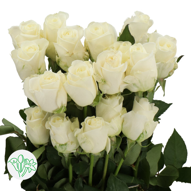  A bunch of 25 fresh white roses, showing the uniform bloom size and high-quality stems included in the bulk pack.