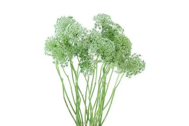 Queen Anne's Lace - 20 Stem Bunch