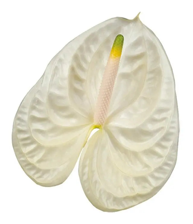Anthurium Moments 13cm - 12 Stem Pack