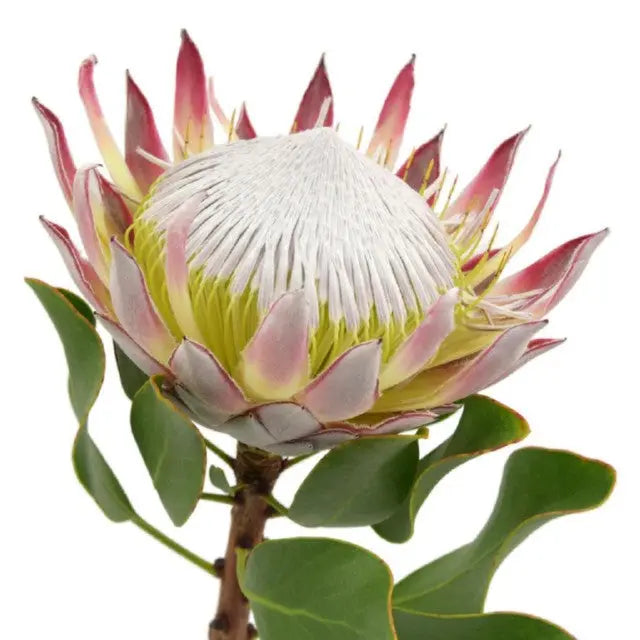 King Protea
