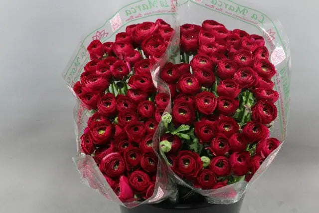 Ranunculus Cloony Passion 40cm - 50 Stem Bunch
