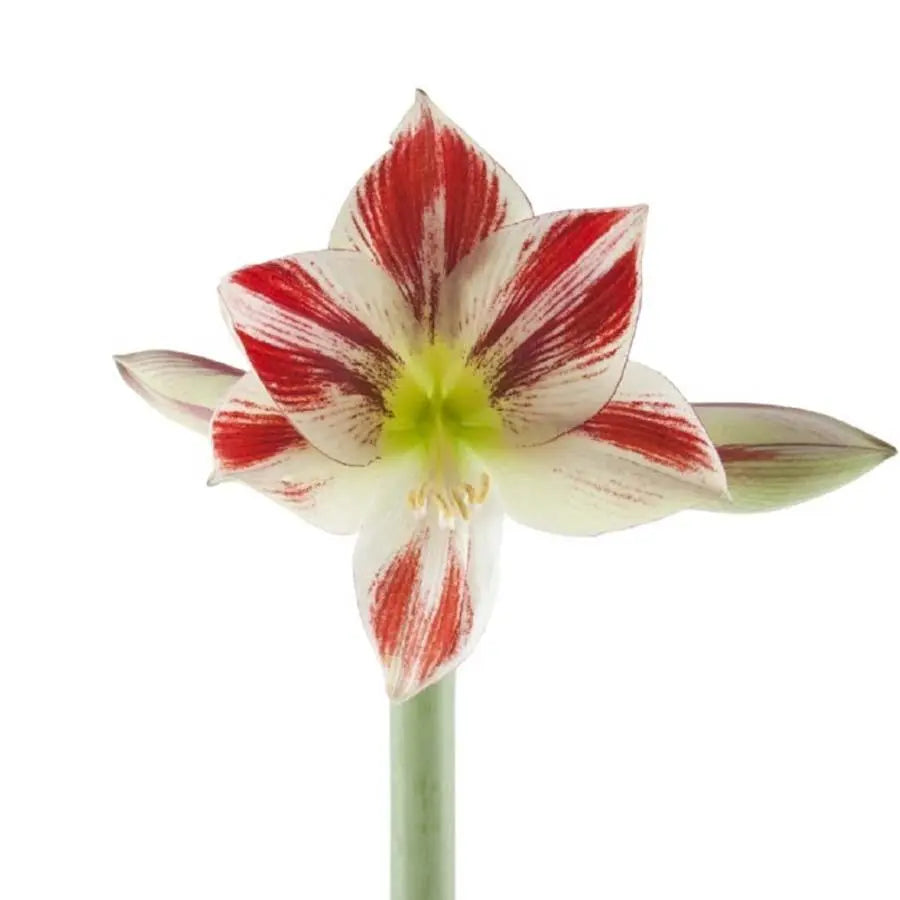 Amaryllis Ambiance - 12 Stem Bunch