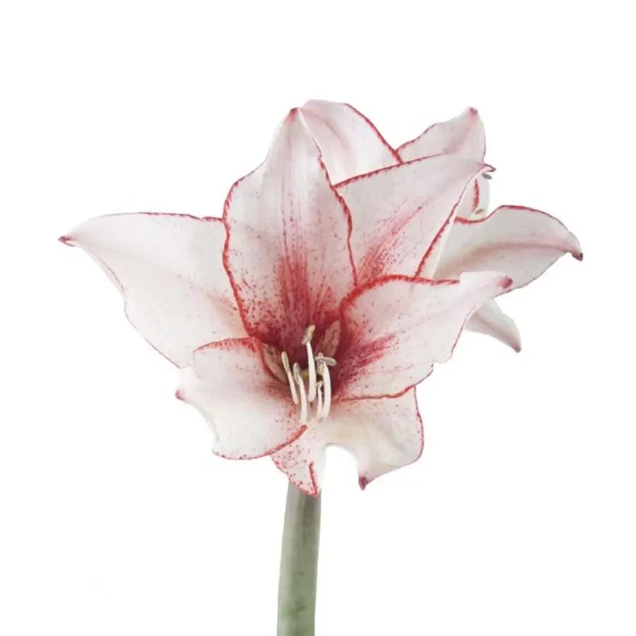 Amaryllis Charisma - 18 Stem Bunch