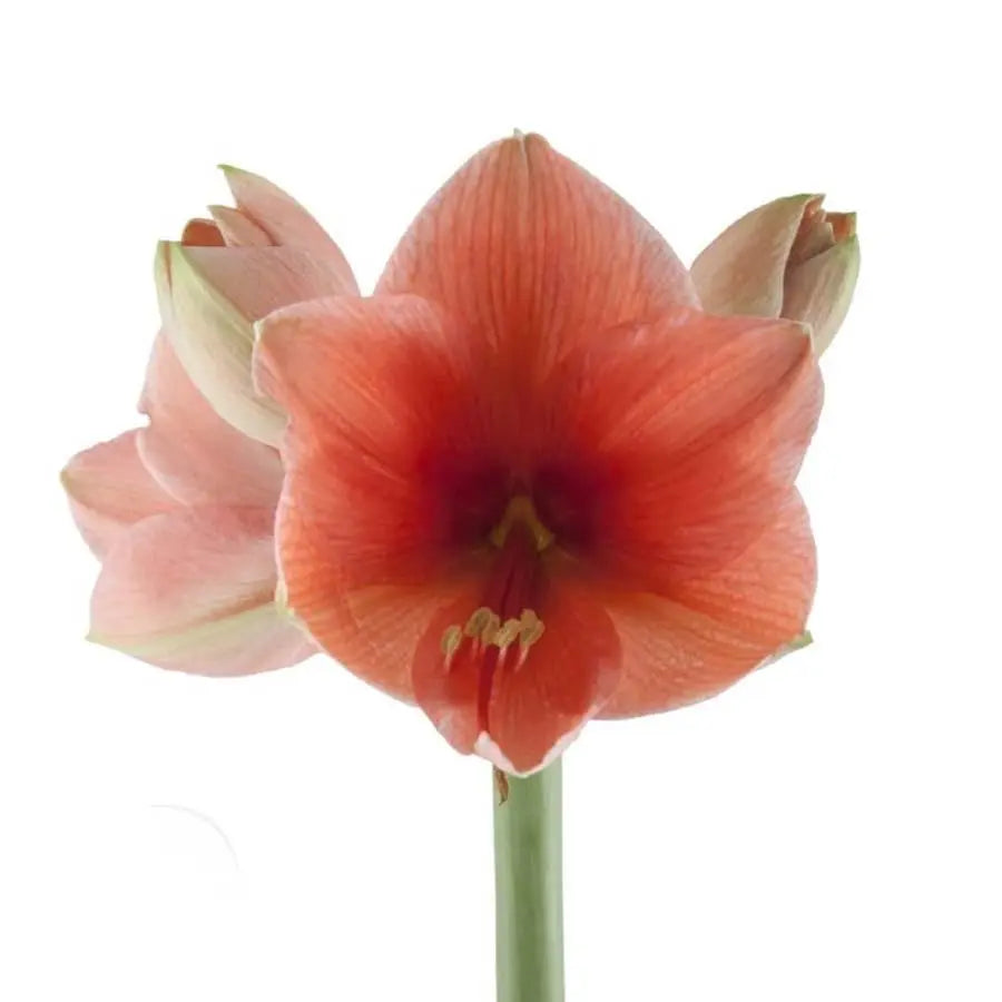 Amaryllis Desire - 12 Stem Bunch