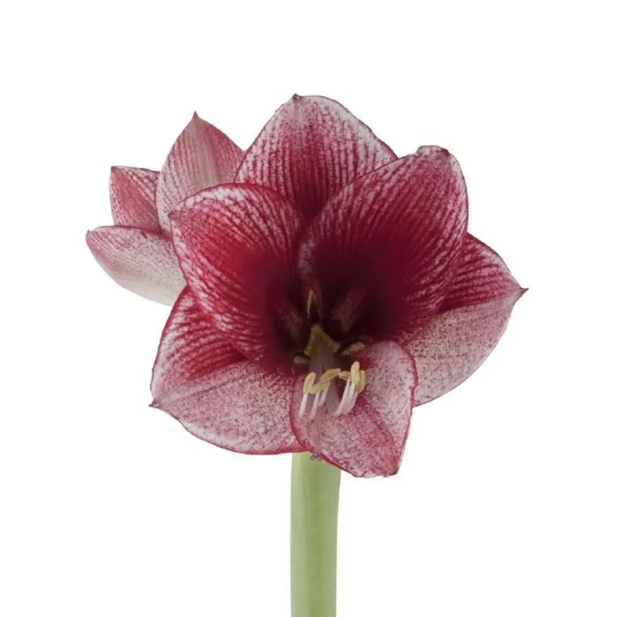 Amaryllis Maestro - 12 Stem bunch