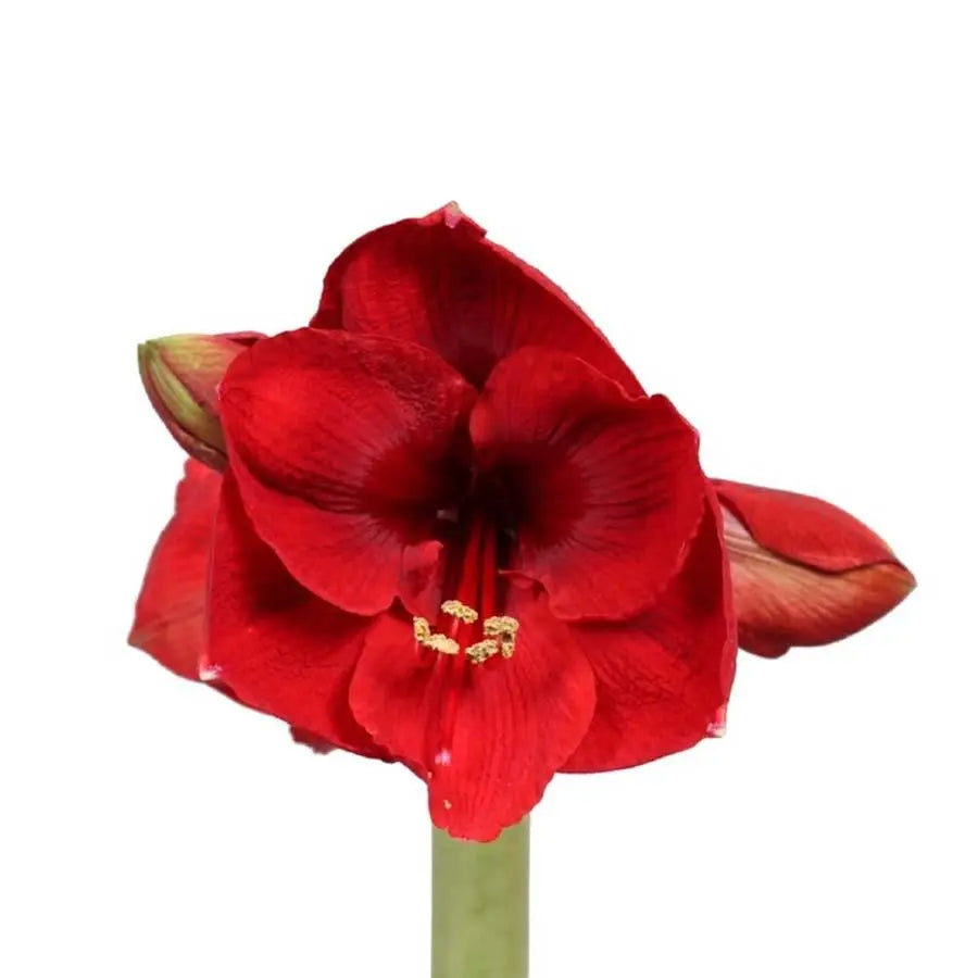 Amaryllis Red Lion - 12 Stem Bunch