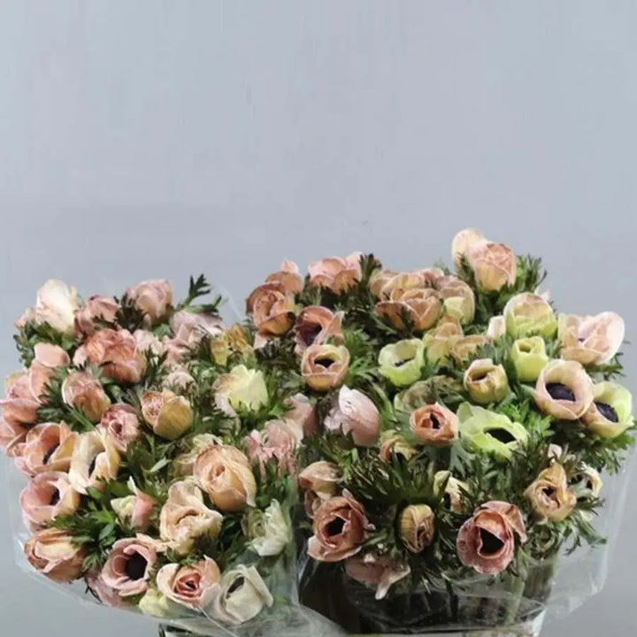 Anemone Painted Brownies - 50 Stem Bunch